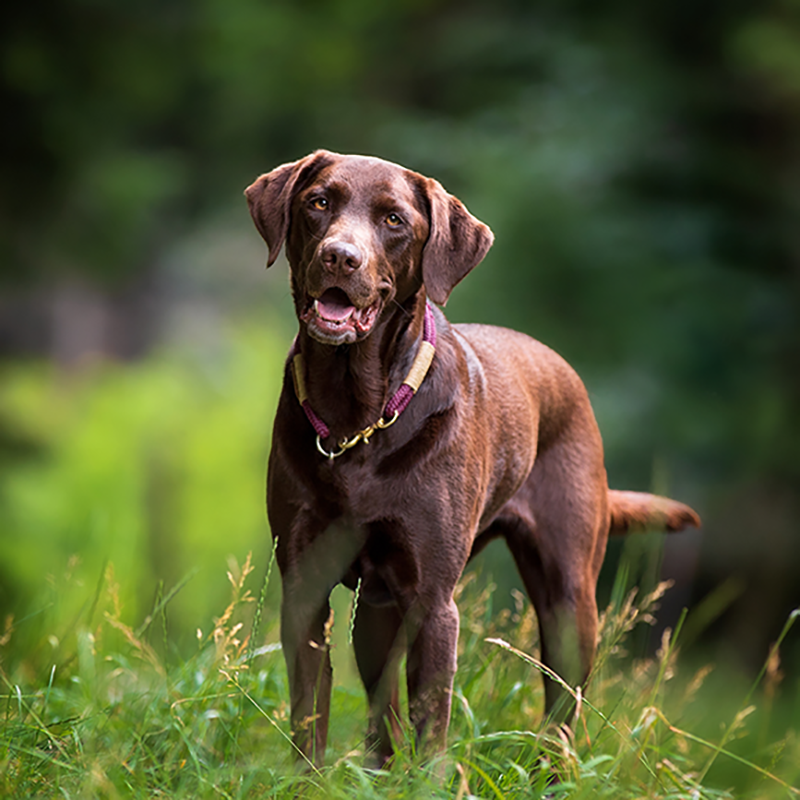 Hunde Fotoshooting Hunde Fotoshooting